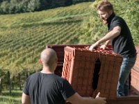 2015 reportage-4 : Friuli, Paesaggio, Vendemmia